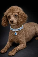 Benny Chocolate, a male Yorkshire Terrier and Poodle - Toy  for sale in Wylie, TX – Photo 4 of 4