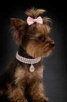 AKC Dixie, a female Yorkshire Terrier for sale in Wylie, TX – Photo 2 of 2