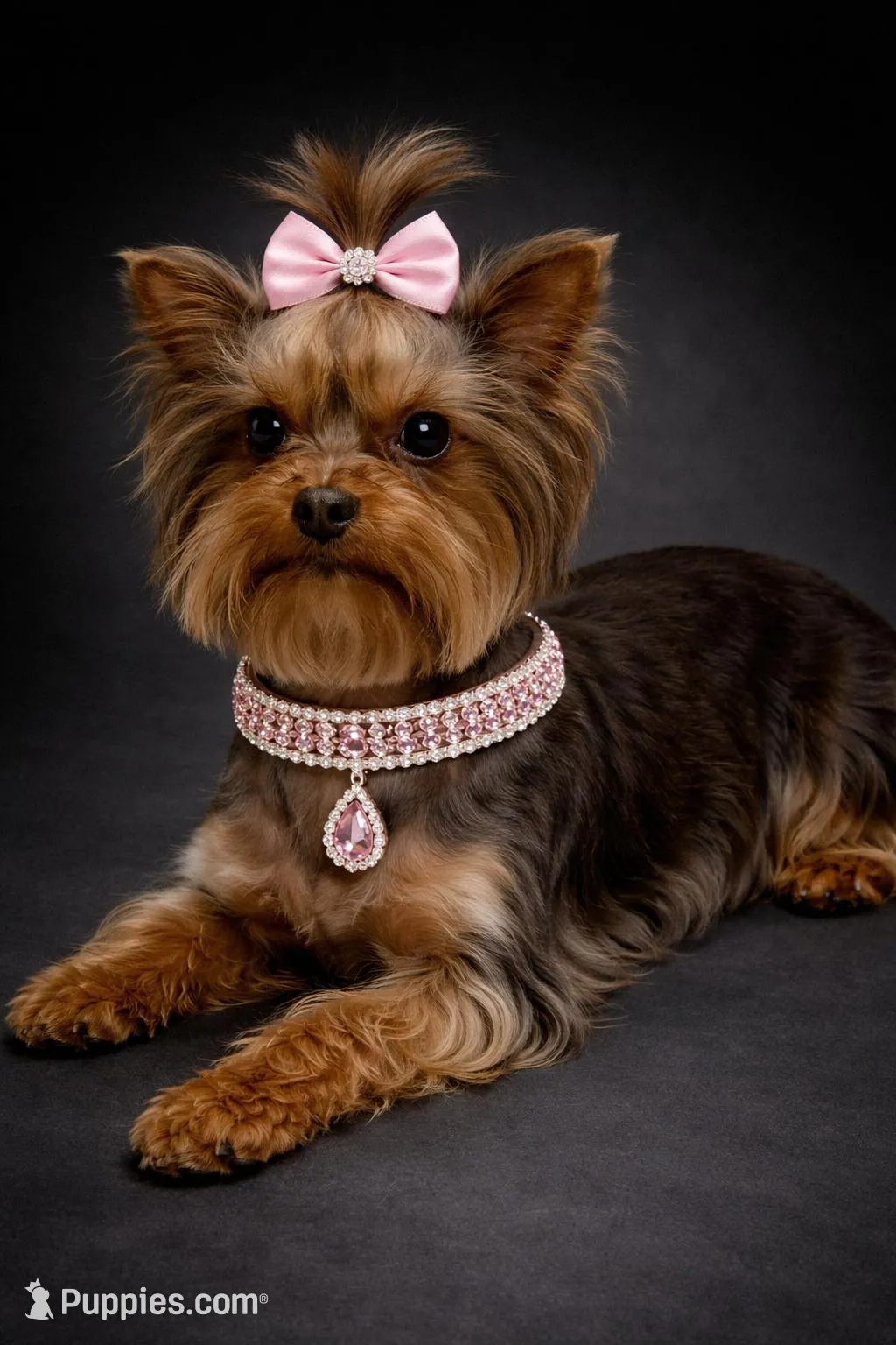 AKC Dixie - Yorkshire Terrier Puppy for Sale in Wylie, TX | Puppies.com