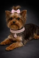 AKC Dixie, a female Yorkshire Terrier for sale in Wylie, TX – Photo 1 of 2