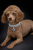 AKC Murphy, a male Poodle - Toy  for sale in Wylie, TX – Photo 2 of 2