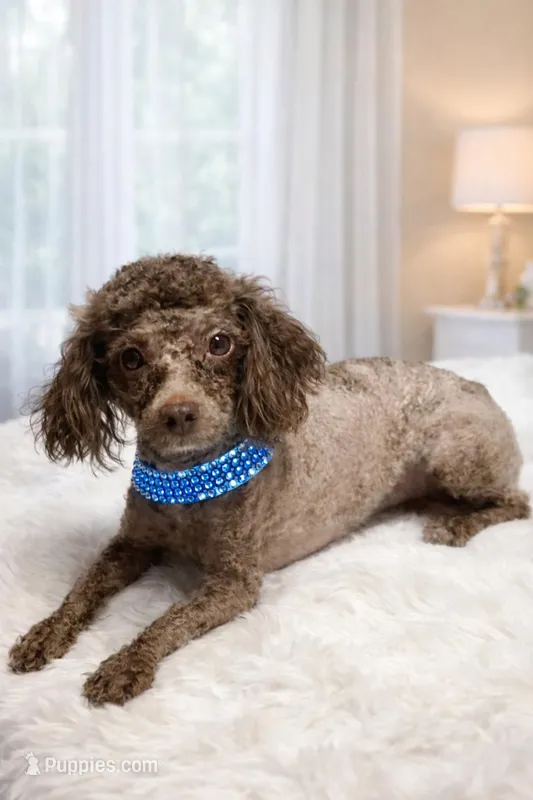 AKC Murphy – Poodle - Toy  puppy for sale in Wylie, TX