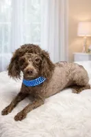 AKC Murphy, a male Poodle - Toy  for sale in Wylie, TX – Photo 2 of 2