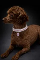 AKC Molly, a female Poodle - Toy  for sale in Wylie, TX – Photo 2 of 3