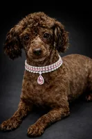 AKC Molly, a female Poodle - Toy  for sale in Wylie, TX – Photo 3 of 3