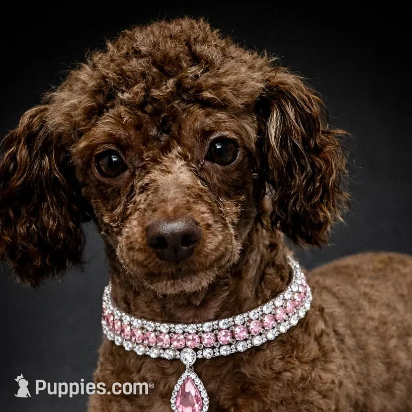 AKC Molly – Poodle - Toy  puppy for sale in Wylie, TX