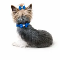AKC Dusty, a male Yorkshire Terrier for sale in Wylie, TX – 2 of 2