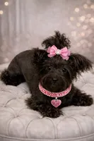 Minnie, a female Yorkipoo for sale in Wylie, TX – Photo 2 of 2