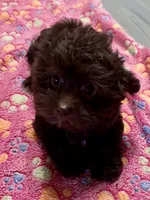 Bonnie Chocolate , a female Yorkshire Terrier and Poodle - Toy  for sale in Wylie, TX – Photo 3 of 5