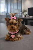 Bonnie Chocolate , a female Yorkipoo and Yorkshire Terrier for sale in Wylie, TX – Photo 3 of 4