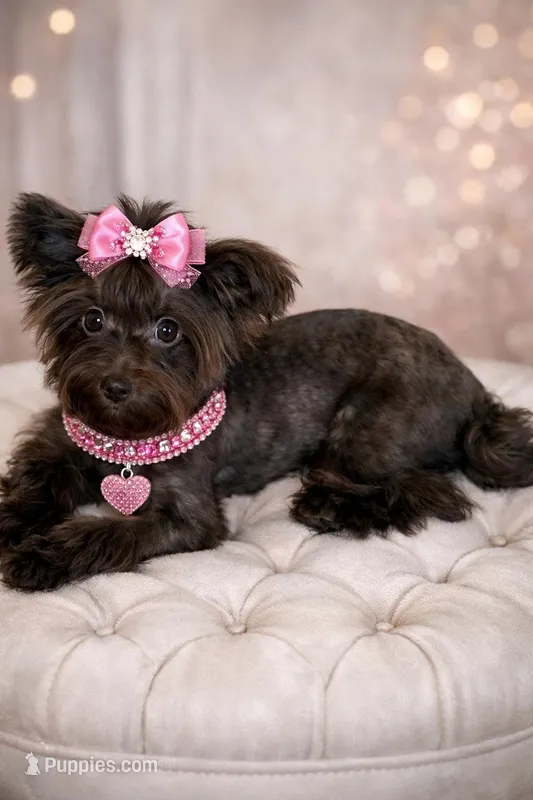 Bonnie – Yorkipoo, Yorkshire Terrier puppy for sale in Wylie, TX