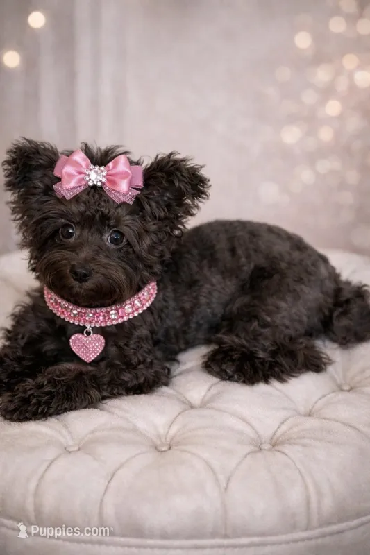 Minnie, a female Yorkipoo for sale in Wylie, TX – Photo 1 of 2