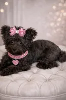 Minnie, a female Yorkipoo for sale in Wylie, TX – Photo 1 of 2