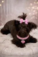 Bonnie, a female Yorkipoo and Yorkshire Terrier for sale in Wylie, TX – Photo 2 of 2