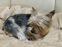 AKC Dusty, a male Yorkshire Terrier for sale in Wylie, TX – Photo 4 of 4