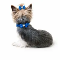 AKC Dusty, a male Yorkshire Terrier for sale in Wylie, TX – Photo 2 of 4