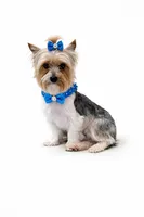 AKC Dusty, a male Yorkshire Terrier for sale in Wylie, TX – Photo 3 of 4