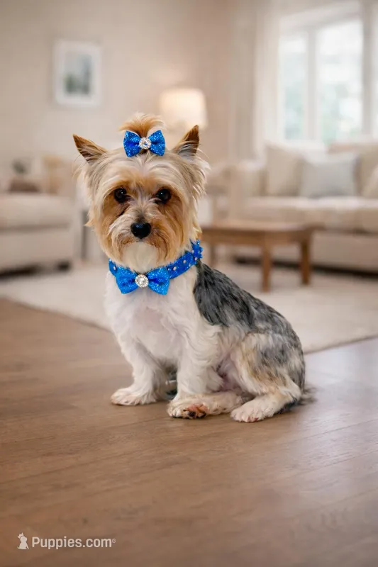 AKC Dusty – Shih Tzu puppy for sale in Wylie, TX