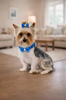 AKC Dusty, a male Yorkshire Terrier for sale in Wylie, TX – Photo 1 of 4