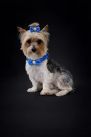 AKC Dusty, a male Shih Tzu for sale in Wylie, TX – Photo 1 of 2