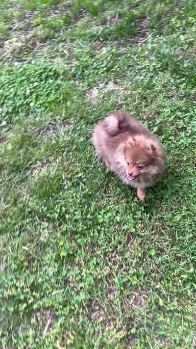 Viví, a female Pomeranian for sale in Westminster, MD – 2 of 2