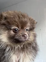 Bibi, a female Pomeranian for sale in Westminster, MD – 2 of 6