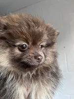 Bibi, a female Pomeranian for sale in Westminster, MD – 1 of 6