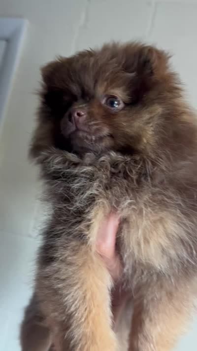Bibi, a female Pomeranian for sale in Westminster, MD – 6 of 6