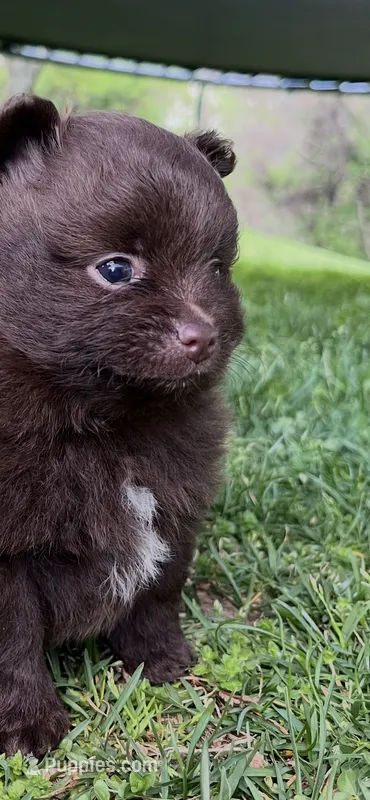 Bear  – Pomeranian puppy for sale in Westminster, MD