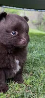 Bear , a male Pomeranian for sale in Westminster, MD – 2 of 3