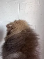 Bibi, a female Pomeranian for sale in Westminster, MD – 4 of 6