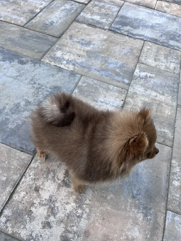 Viví – Pomeranian puppy for sale in Westminster, MD