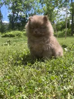 Chunky , a male Pomeranian for sale in Westminster, MD – 4 of 4