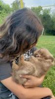 Chunky , a male Pomeranian for sale in Westminster, MD – 2 of 4