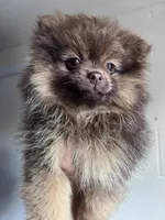 Bibi, a female Pomeranian for sale in Westminster, MD – 5 of 6