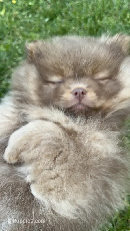 Chunky  – Pomeranian puppy for sale in Westminster, MD