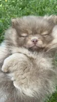 Chunky , a male Pomeranian for sale in Westminster, MD – 1 of 4
