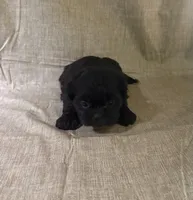 Sadie, a female Shih Tzu for sale in Robertsdale, AL – Photo 2 of 3