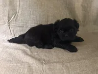 Sadie, a female Shih Tzu for sale in Robertsdale, AL – Photo 1 of 3