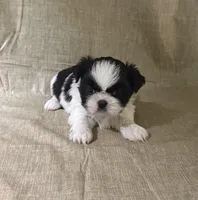 Bella, a female Shih Tzu for sale in Robertsdale, AL – Photo 2 of 3