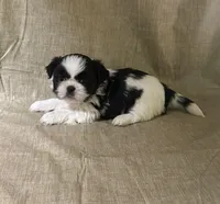 Bella, a female Shih Tzu for sale in Robertsdale, AL – Photo 1 of 3