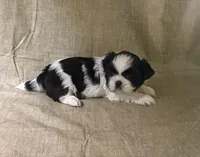 Bella, a female Shih Tzu for sale in Robertsdale, AL – Photo 3 of 3