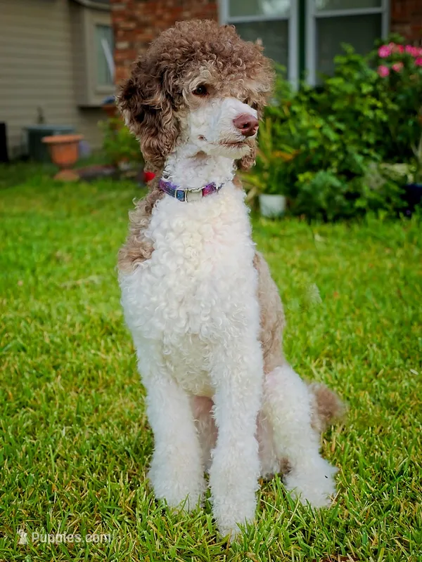 Goose – Poodle - Standard  puppy for sale in Austin, TX