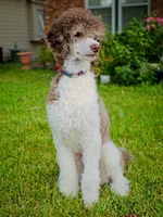 Goose, a male Poodle - Standard  for sale in Austin, TX – 1 of 2