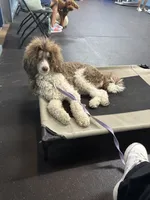 Goose, a male Poodle - Standard  for sale in Austin, TX – 2 of 2