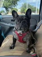 Lily, a female French Bulldog for sale in Bedford, TX – 5 of 6