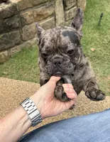 Lily, a female French Bulldog for sale in Bedford, TX – 2 of 6