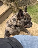 Lily, a female French Bulldog for sale in Bedford, TX – 6 of 6