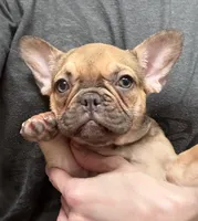 Dorothy, a female French Bulldog for sale in Bedford, TX – 2 of 4