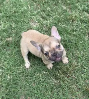Dorothy, a female French Bulldog for sale in Bedford, TX – 1 of 4